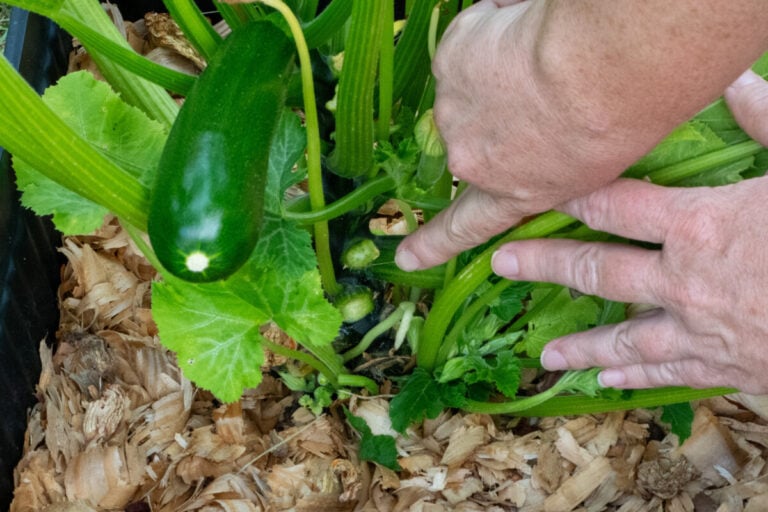 Sì, devi potare le tue zucchine, ma attento a due errori che rovinano il raccolto