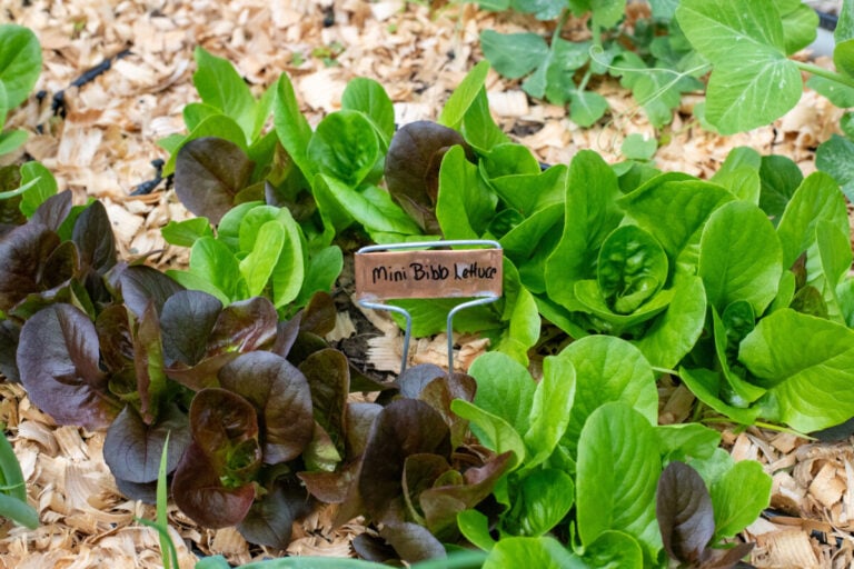 5 Errori da Evitare nel Giardinaggio di Primavera