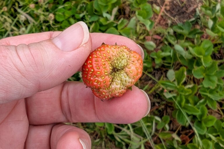 Ecco come coltivare fragole grandi e succose: il segreto svelato