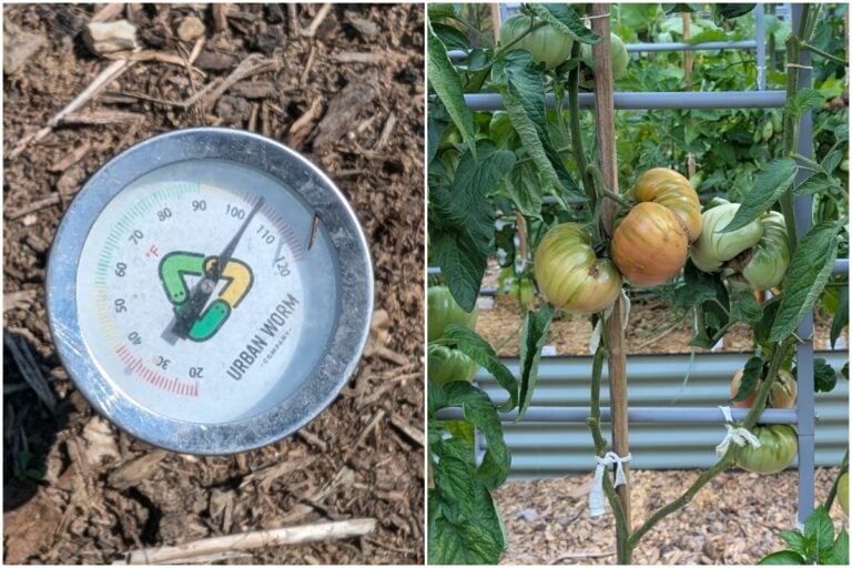 Arriva il caldo? Ecco il kit di sopravvivenza per le tue piante di pomodoro