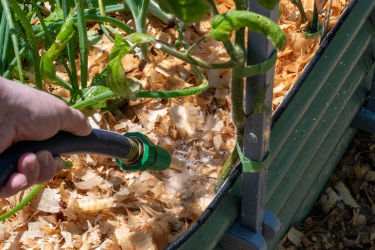 Quanta acqua hanno davvero bisogno i pomodori? Ecco l’approccio migliore