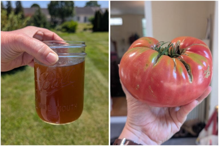 Ecco cosa do da mangiare ai miei pomodori ogni anno