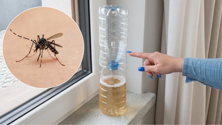 Versa questo prodotto nella bottiglia: 483 zanzare in una sola notte!